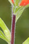 Scarlet Indian paintbrush